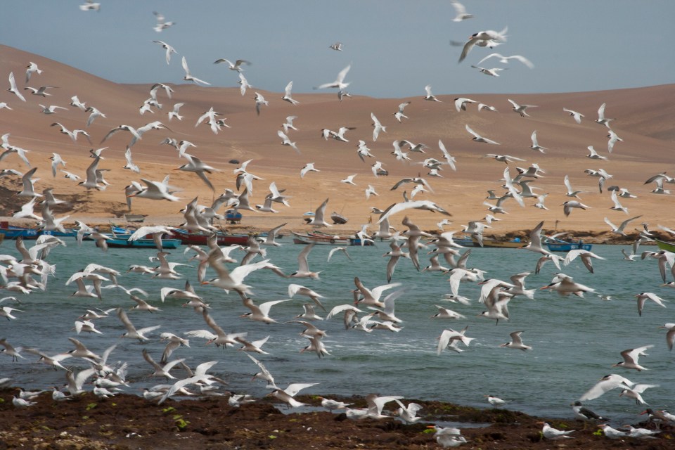 Paracas 221a