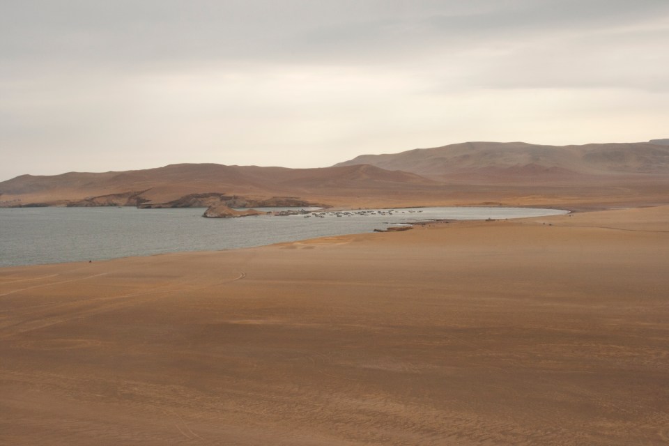 Paracas 313a