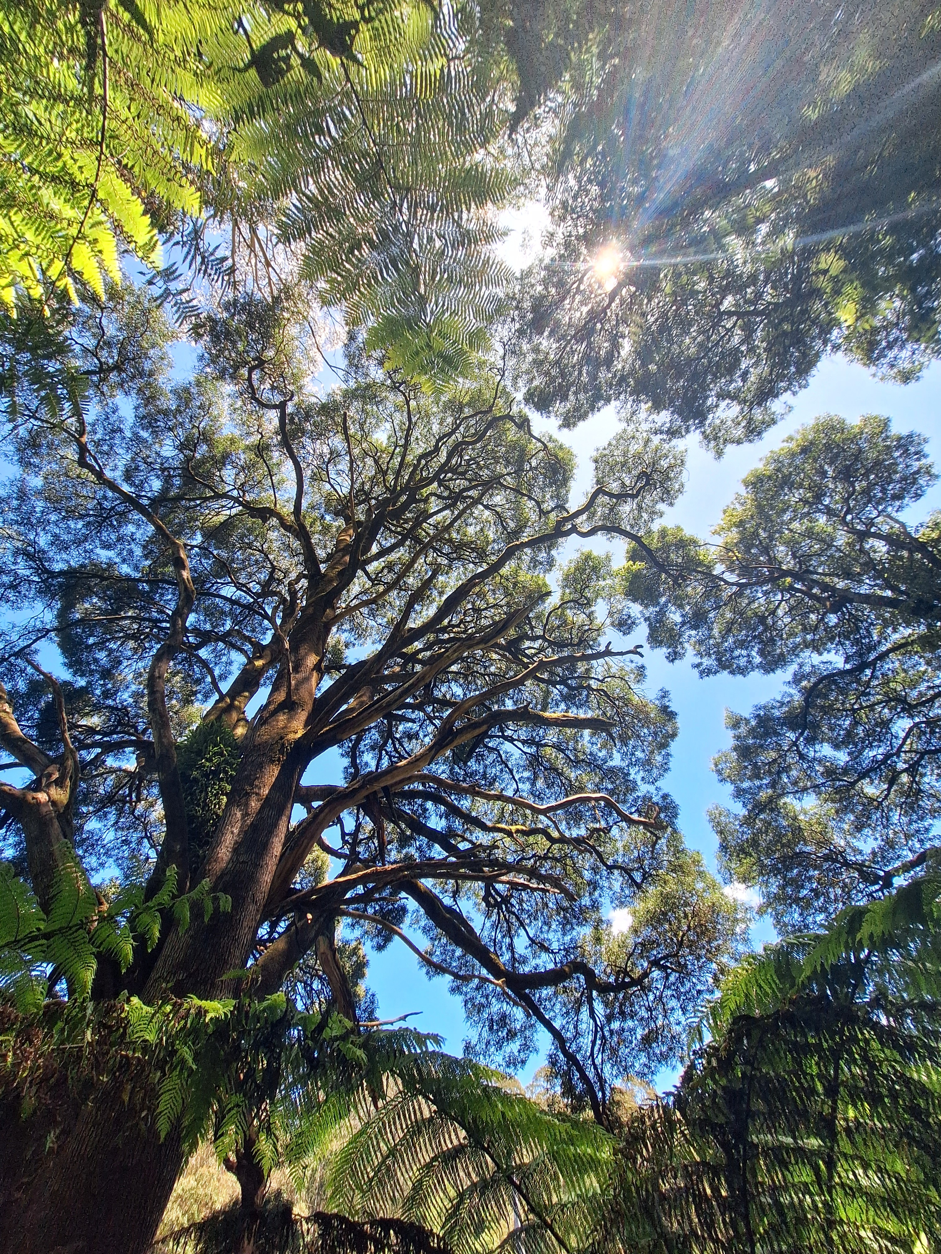 A view of rainforest tree canopy, with sun rays filtering through